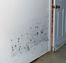 Mold growing on water-damaged drywall